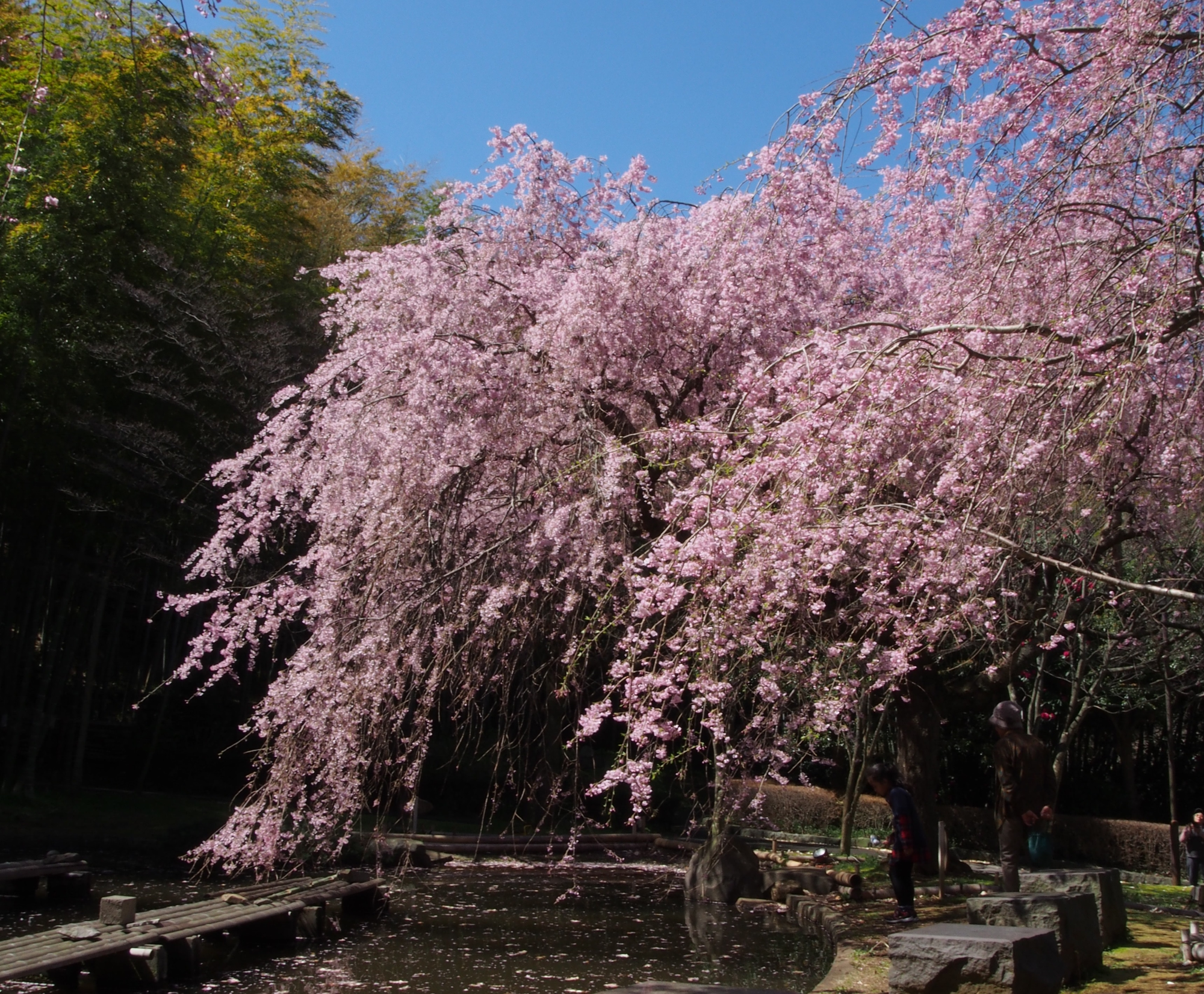 しだれ桜