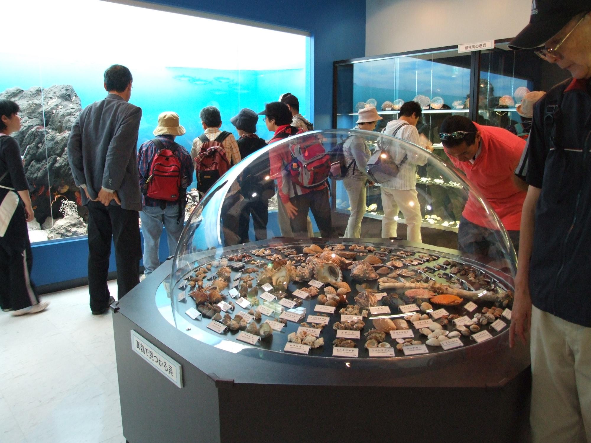 遠藤貝類博物館
