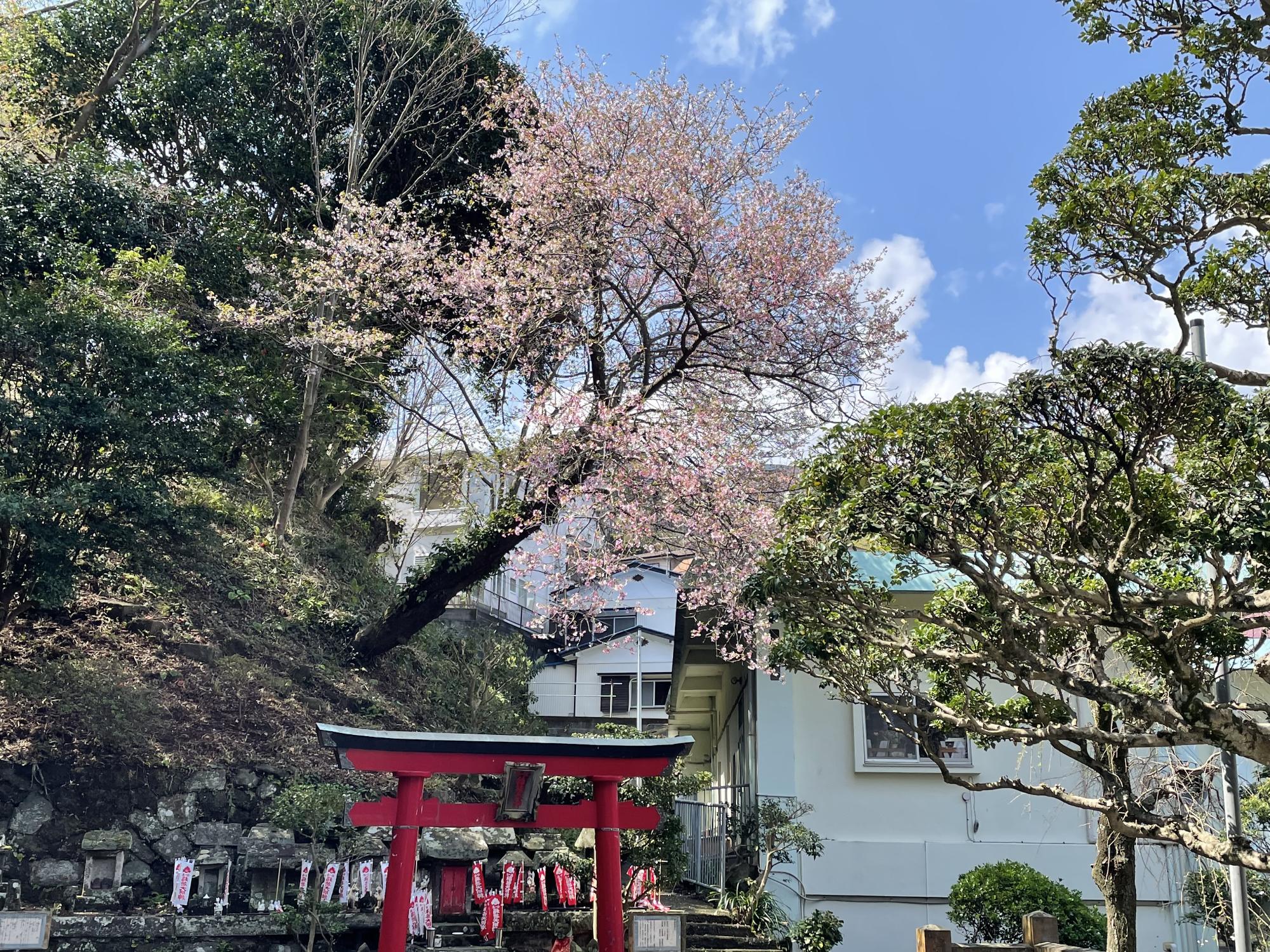 真鶴桜1