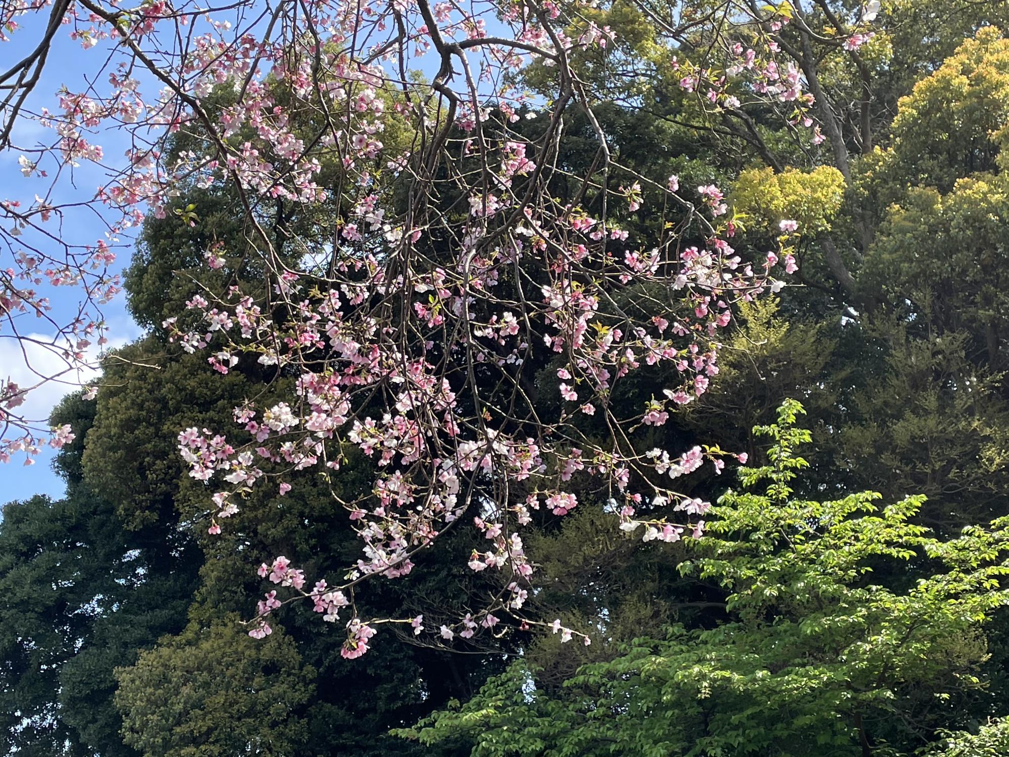 真鶴桜2