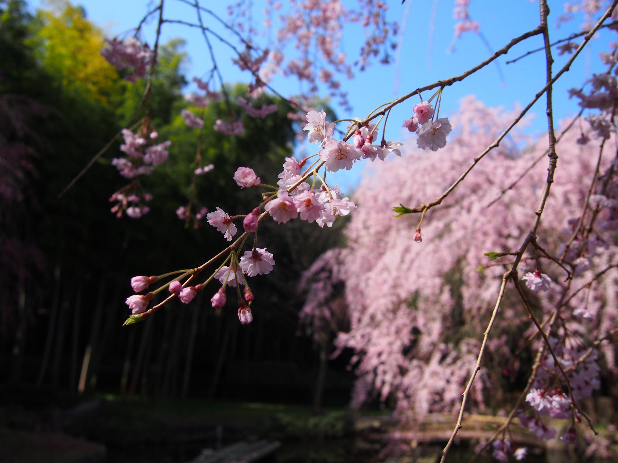 荒井城址公園 しだれ桜