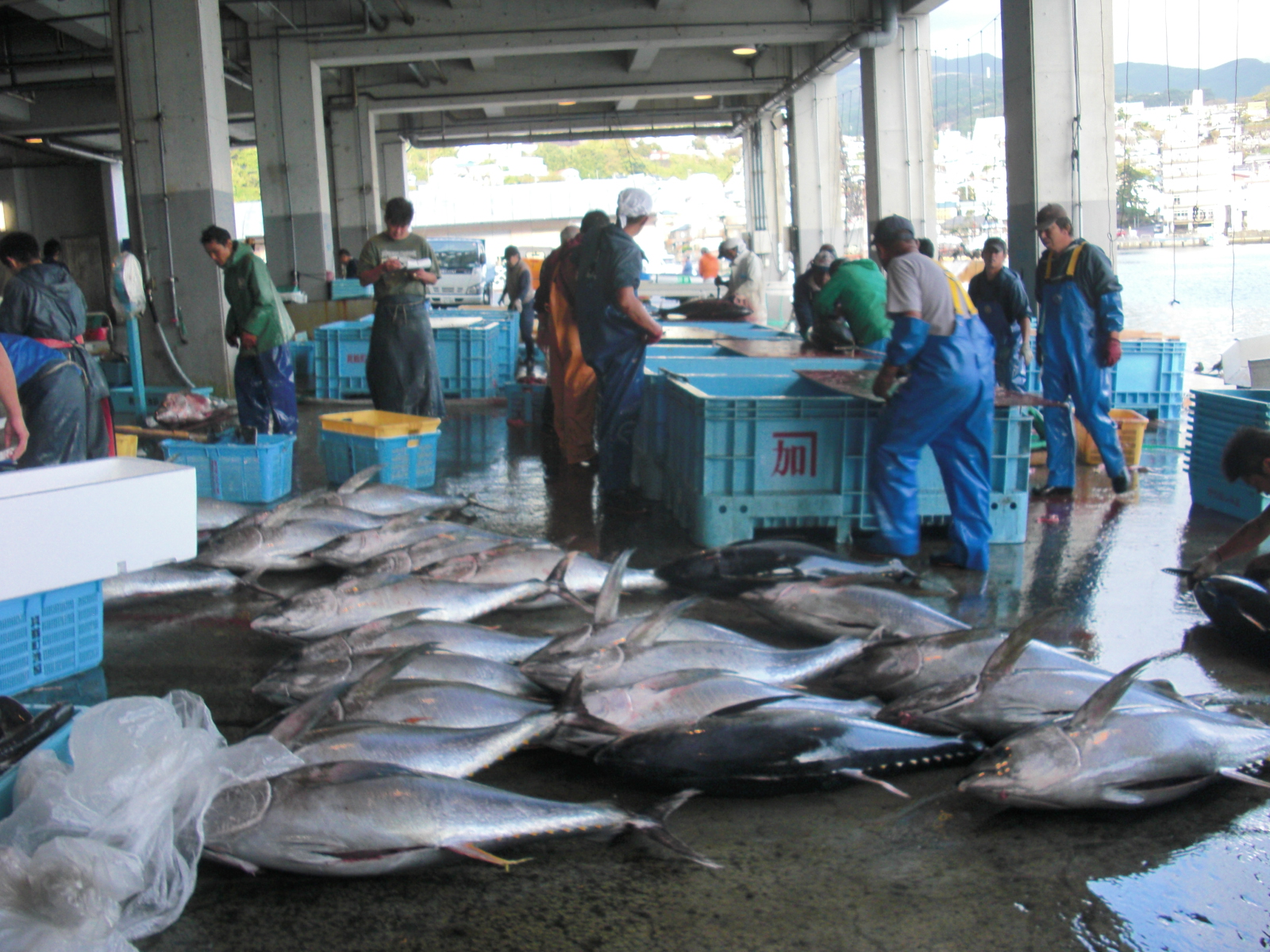 魚市場