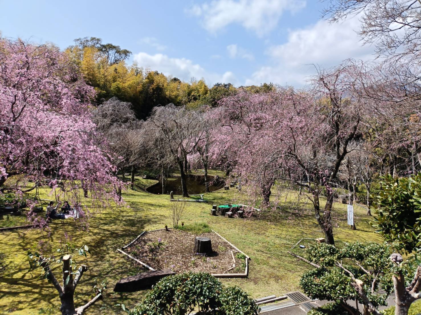 荒井城址桜2024　4月10日　1