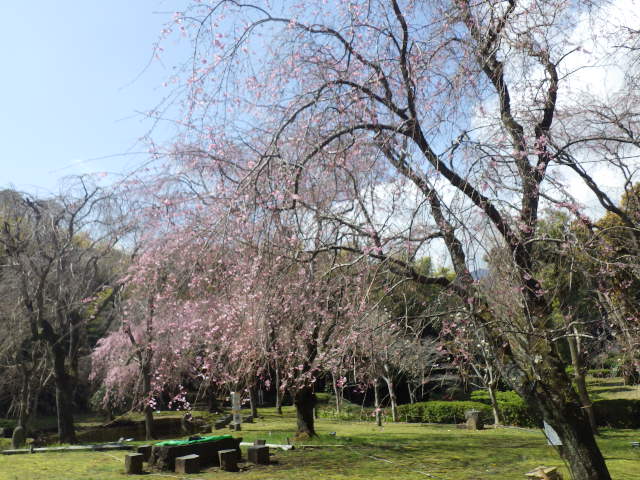 荒井城址桜2024年4月10日　2