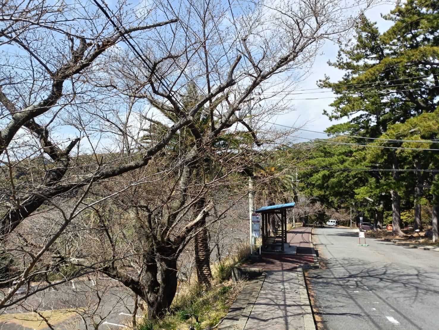 2026327ケープ写真1