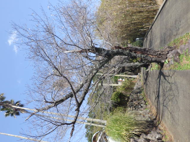 2026展望公園3月27日-2