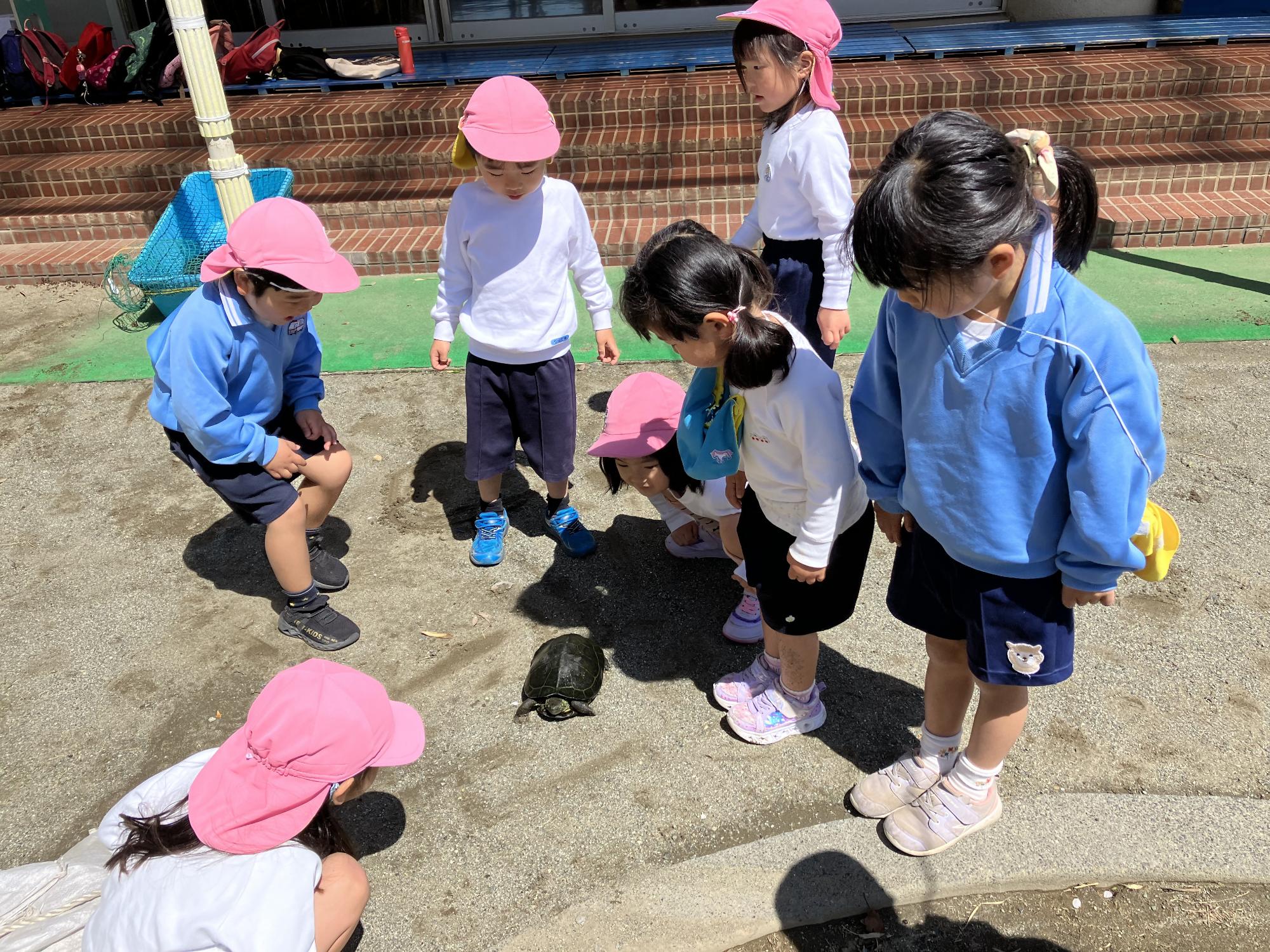 4月・亀の散歩